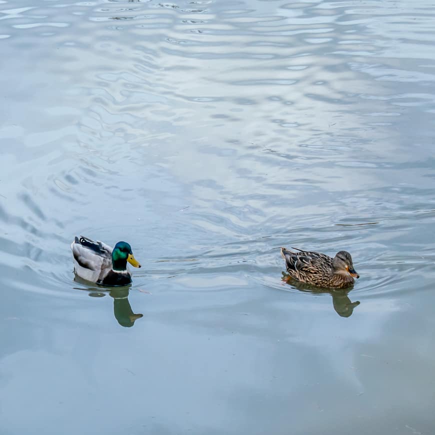 Walking Beaverton: Progress Lake | SkyBlue Portland