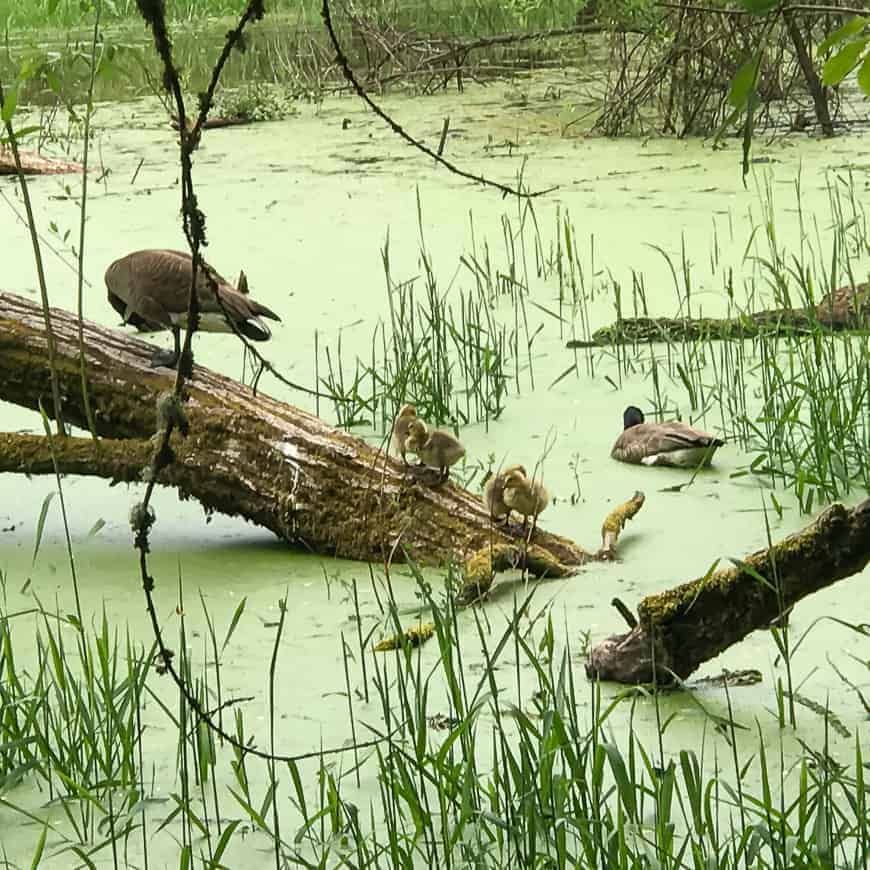 Baby ducks Oaks Bottom Wildlife Refuge