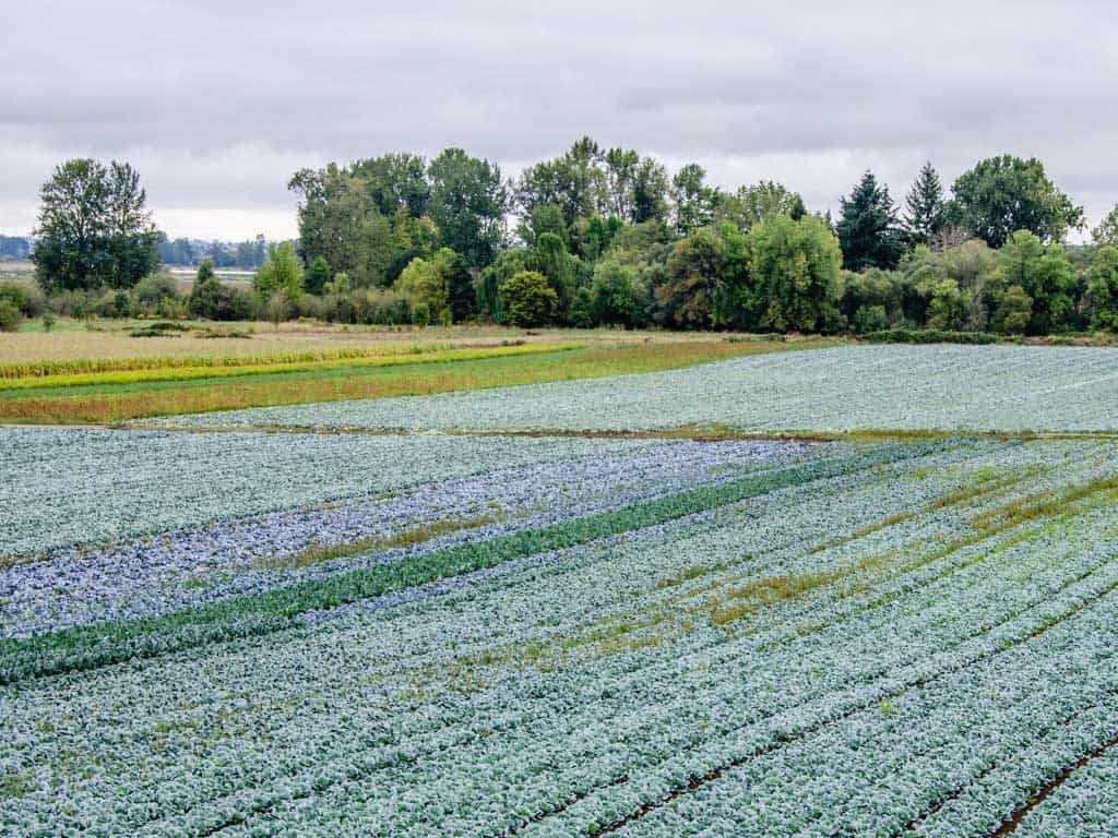 Commercial flower growers on Sauvie Island