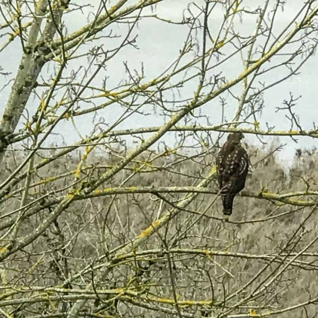 Hawk perched in OAKS BOTTOM WILDLIFE REFUGE