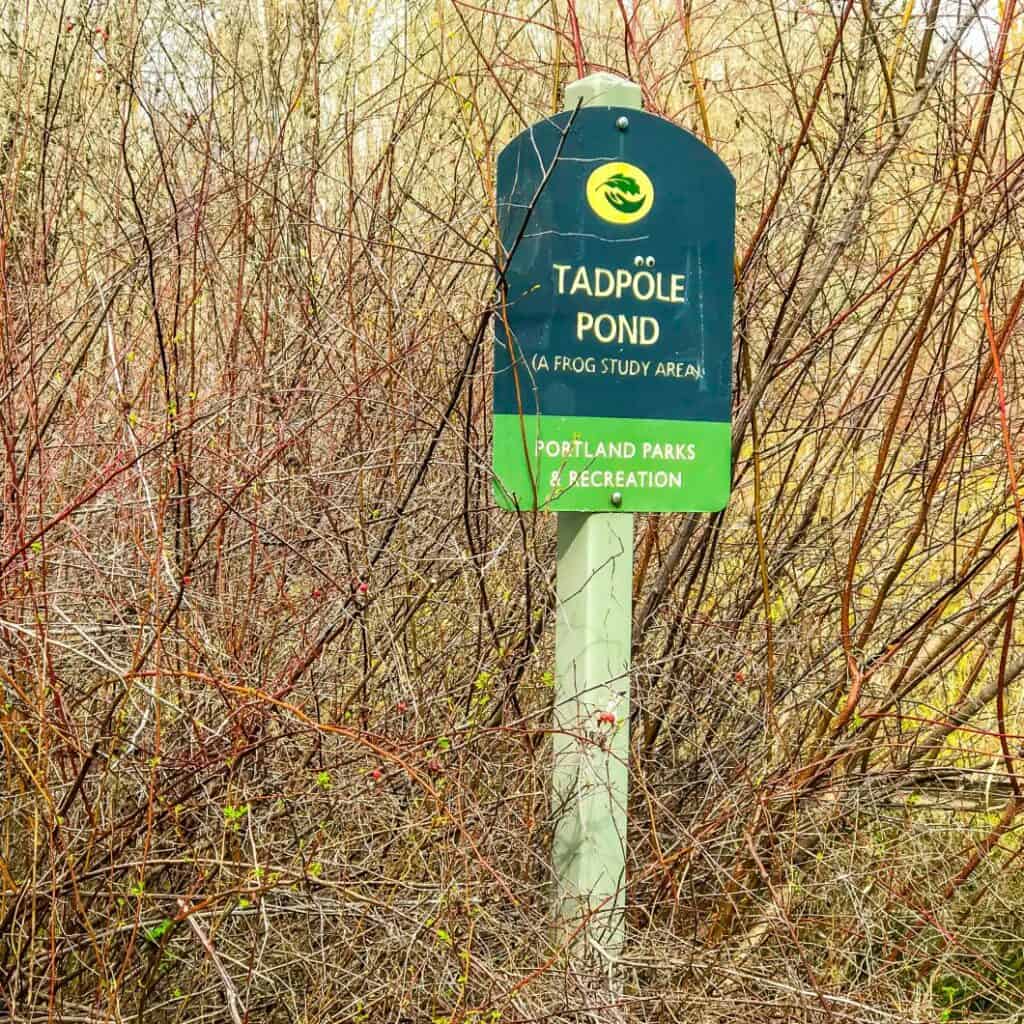 Tadpole pond Oaks Bottom Wildlife Refuge