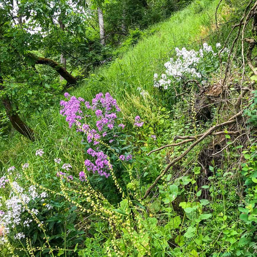 WILDFLOWERS OAKS BOTTOM WILDLIFE REFUGE